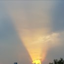 골드피그 이미지