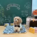 놀러오개(도화점) 이미지