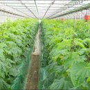 번개농장 이미지