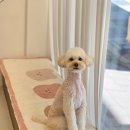 브리앙뜨몽 이미지