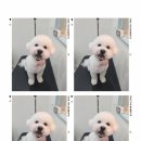 봉봉애견 이미지