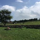 구라목장 네이버블로그
