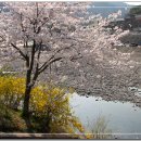 쌍계사 십리 벚꽃길(경남 하동) 이미지
