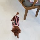 봉순두부 이미지