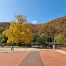 의령 세간리 은행나무 이미지