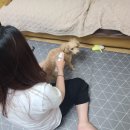 펫가