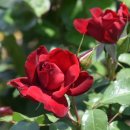 평림댐장미공원 이미지