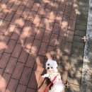 쵸코네묭실 | 분당 강아지미용실 추천ㅣ쵸코네묭실ㅣ스트레스 없이 말티즈 가성비 미용실ㅣ분당 애견미용