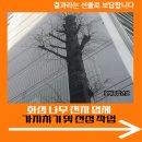 씨유 화성봉담로드점 | 화성 나무 전지 업체 가지치기 및 전정 작업