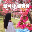 CU 경주불국사입구점 | 경주 불국사 겹벚꽃 4월 겹벚꽃명소 cctv 확인