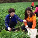 양구펀치볼사과