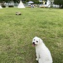 글램독통영 이미지