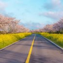 장흥 산벚나무길 이미지