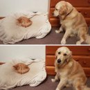 강아지집 이미지