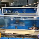 경성드림마트 이미지