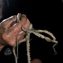 효자도6 이미지