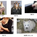 개수작 이미지