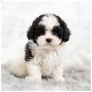 토이켄넬 이미지