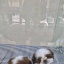 플레이독 파주본점 | 파주강아지 보다 믿음직한 플레이독 파주본점 방문 후기