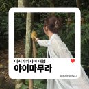 이서수학 | 이시가키지마 뚜벅이 여행 야이마무라 택시로 방문후기 다람쥐 원숭이 숲