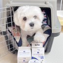 빗고개청국장 | 강아지 눈물티슈🐶4통째 내돈내산 눈물냄새에 효과적 더독 아이클리닝 패드 솔직 후기