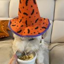 리본반려견 유치원 | [옥정강아지케이크] 머슬독 양주점에서 주문한 강아지 머핀 케이크 후기🐾