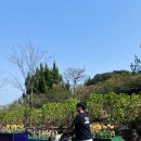 상효원 | [로컬제주 열네번째] 상효원 수목원 : 아기와 함께한 평일 나들이 (4월 9일 방문)