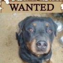 애견친구 이미지