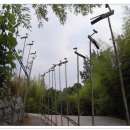 20년 세월이 만들어낸 대나무테마공원 이미지