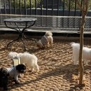 헬로우버디 이미지