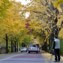 은행나무 주유소 이미지