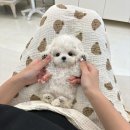 논현 켄넬 | &lt; 논현강아지분양 &gt; 미니비숑 어디가 정직할까
