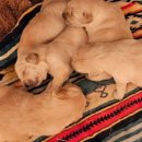 리틀파우스 이미지