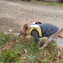 써리 독 이미지