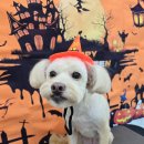 밀리아 펫살롱 이미지