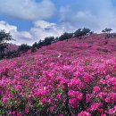 🌸 “봄이 물든다” 철쭉이 흐드러지는 4~5월 철쭉 명소 BEST 5