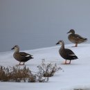 동부반점 이미지