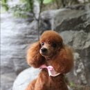 포포퍼피 이미지