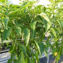 홍산농약 이미지