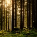 숲속풍경 이미지