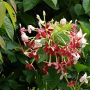 사군자의약품 이미지