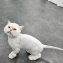 도리앤펫 이미지
