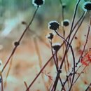 가화만사흥 이미지