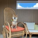 스테이 도노 이미지