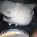 포포동물병원