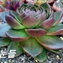 꿈의궁전 이미지