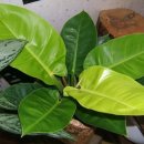 꽃파는아저씨 앞 이미지