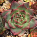 아도라블 이미지