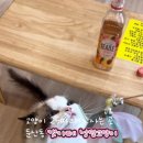 캣카페 낭만고양이 이미지