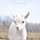 아더포레